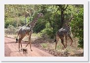 03LakeManyara - 36 * Giraffe.